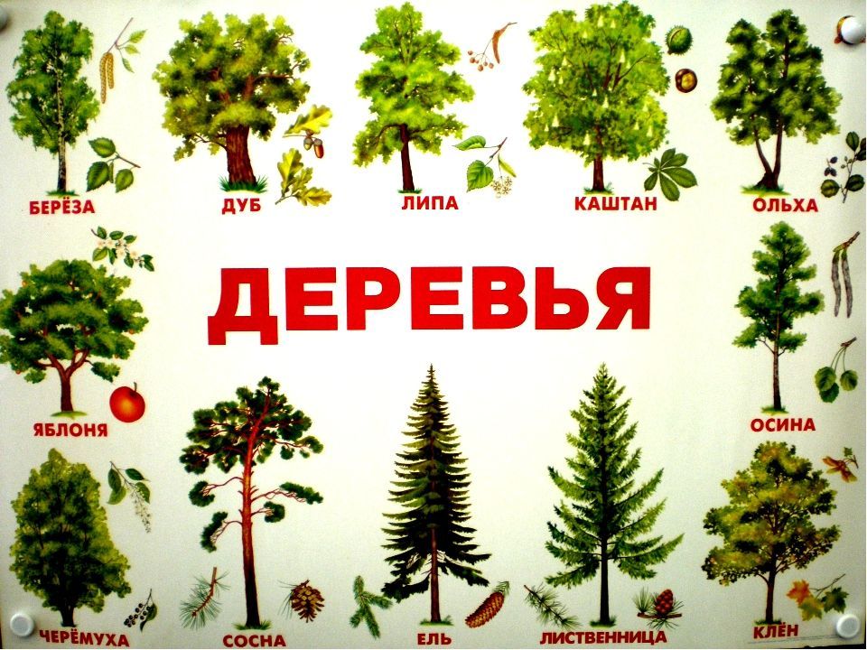 Лесные деревья названия и фото