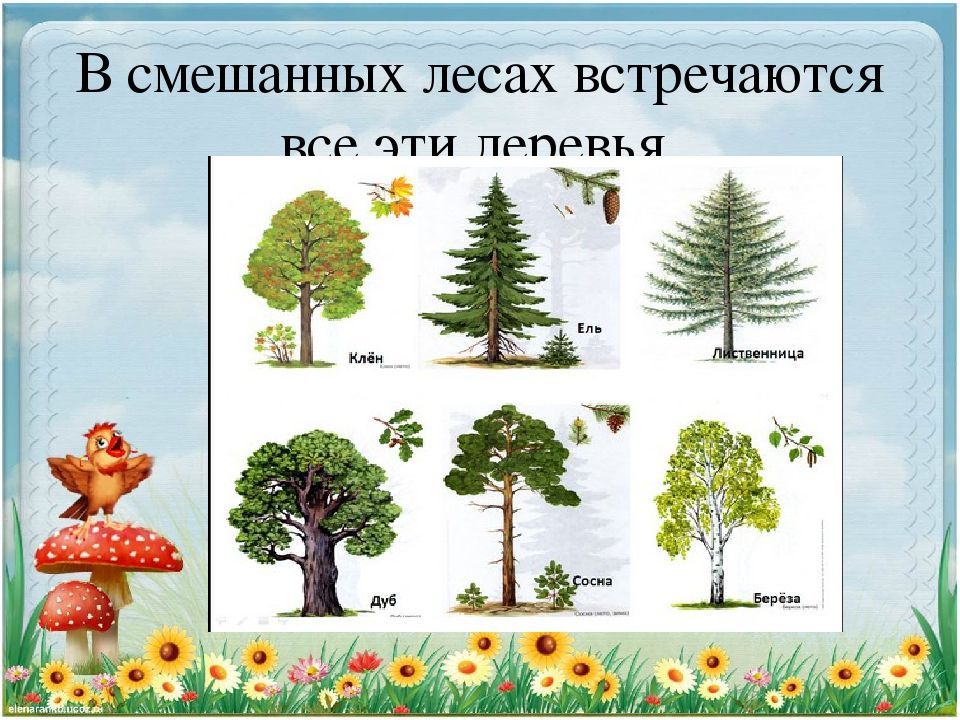 Деревья презентация для детей дошкольного возраста